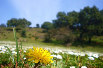 Diente de león y campo de flores