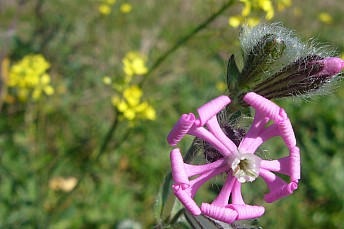 Silene colorata