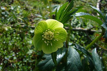 Eléboro verde (Helleborus viridis)