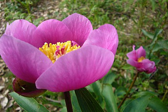 Flor Paeonia cambessedesii