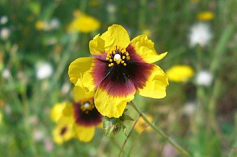 Rosa de jara manchada (Tuberaria guttata)