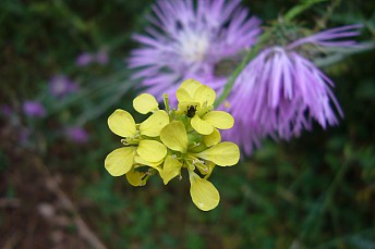 Jaramago amarillo