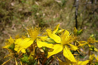 P1100015