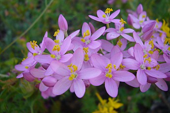 Centaurium quadrifolium