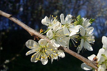P1110979