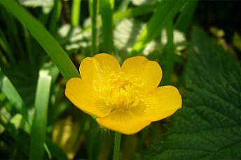 Botón de oro (Ranunculus repens)