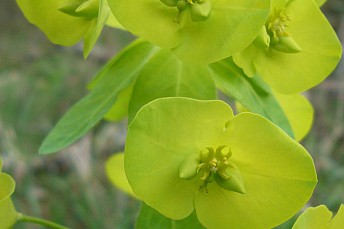 Euphorbia