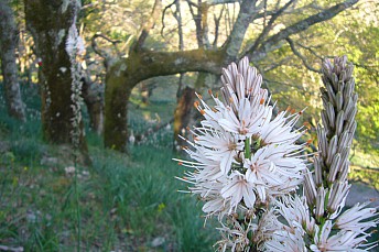Asphodelus aestivus (gamón común)