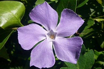 Vinca major