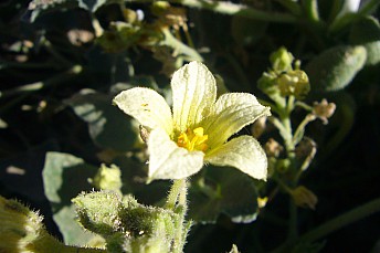 Ecballium elaterium