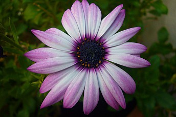Dimorphoteca morada