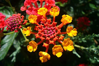 Lantana