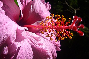 Hibiscus rosa-sinensis