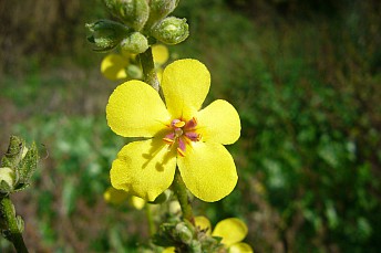 Verbascum sinuatum
