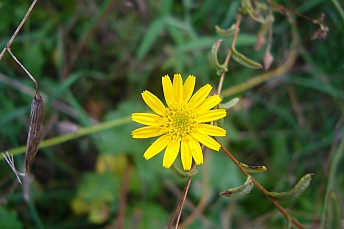 P1130420
