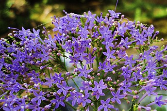 Tulbaghia violacea