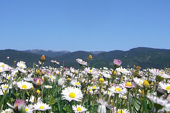 Campo de margaritas