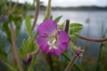 Adelfilla pelosa