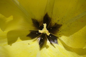 Interior tulipán amarillo