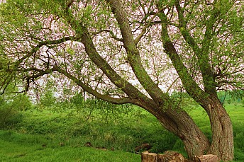 Asientos de la naturaleza en Salburua