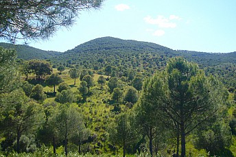 Sierra Morena entre Alanís y Fuente Obejuna (2)